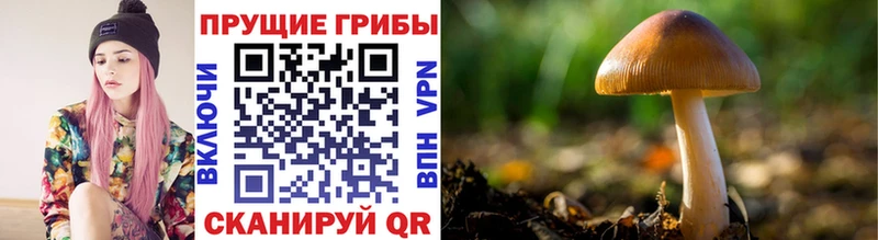 omg как войти  Кулебаки  Псилоцибиновые грибы Magic Shrooms 